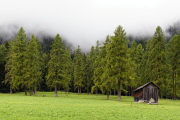 Mountain meadows and larch forest with wooden farming huts, Alps, South Tyrol, Italy, Europe