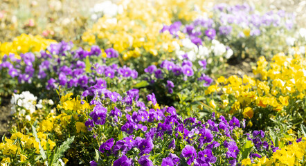 Obraz premium Colorful Viola flower bed. Blurred natural floral multicolored background. Banner. Selective focus.