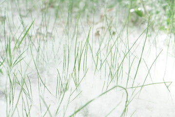 地面に積もった白い綿毛