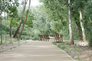 森の整備された散歩道