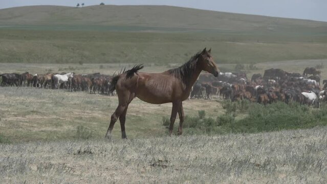 This stock video shows a pasture where a herd of horses graze. The video is slow-motion. This video will decorate your projects related to animal husbandry, horse breeding, pets, pastures.