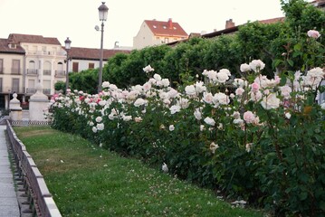 庭園の白いバラ