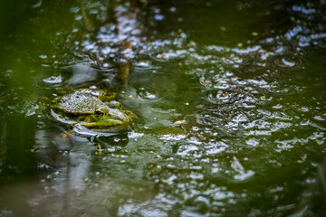Grenouille dans la mare