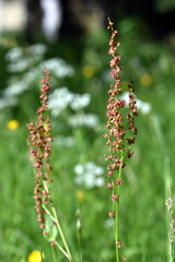 Sauerampfer auf einer Frühlingswiese