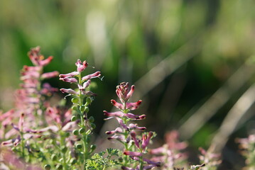 草原の紫色の花