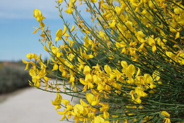 青空の日のスパニッシュブルーム