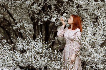 Fototapeta na wymiar Beautiful young red haired woman in a dress on a background of many white flowers of an apple tree. The concept of a romantic girl in the park, fragrance advertising.