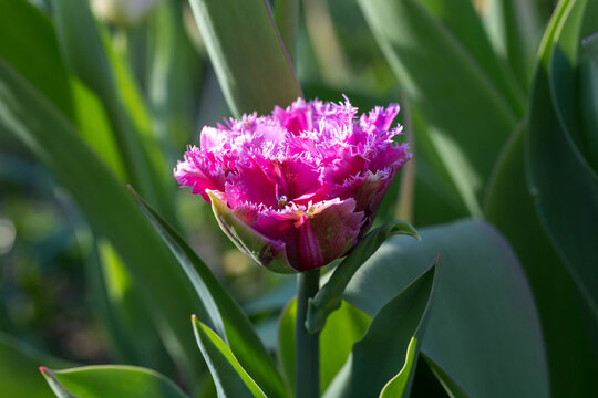 Double flower of purple tulip, petals with a dense fringe