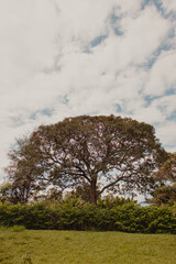 Fototapeta na wymiar big tree landscape in the field