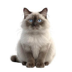 Obraz premium Ragdoll isolated on transparent background.