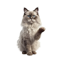 Obraz premium Ragdoll isolated on transparent background.