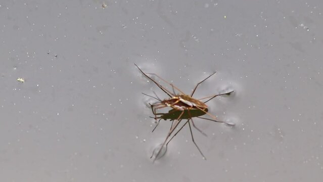 Couple of water striders on garden pond surface showing mating habits and pairing behaviors of aquatic insects in close-up macro view on water surface with details of water benders and pond skaters