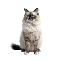Ragdoll isolated on transparent background.