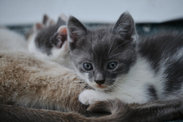 A group of small gray white kittens of the same litter. A gray young cat looks with big eyes at a close-up portrait. Young street cats lie with their mother cat and eat milk.