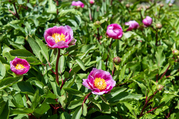 Fototapeta premium Flores en una planta de peonias, Paeonia lactiflora