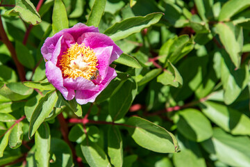 Flores en una planta de peonias, Paeonia lactiflora