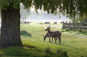 Deer grazing under the willow tree