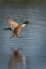 Obraz premium Mallard duck coming into splash landing