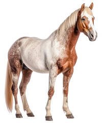 Naklejka na ściany i meble The spotted horse is standing. A horse with a white and brown coat. Isolated on a transparent background. KI.