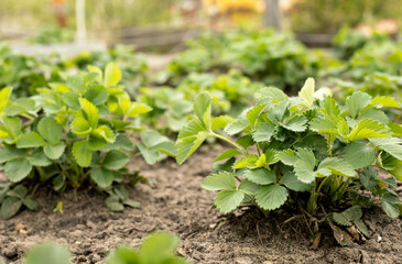 young strawberry bushes in the garden in spring