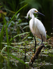 Snowy Egret in the swamp.