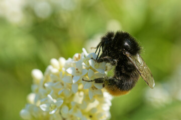 Steinhummel am Flieder