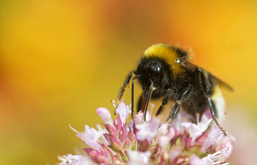 Dunkle Erdhummel am Dost