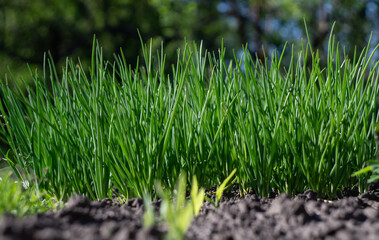 green onion, leek on the ground