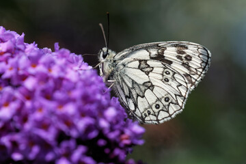 Schachbrettfalter am Sommerflieder