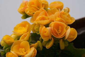 Kwiat balkonowy - Begonia