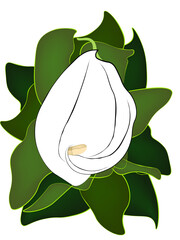 calla flower, water lily, Cala