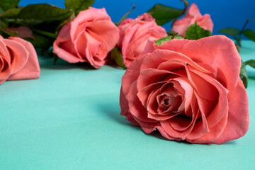 Valentine's Day Background with Pink Roses.