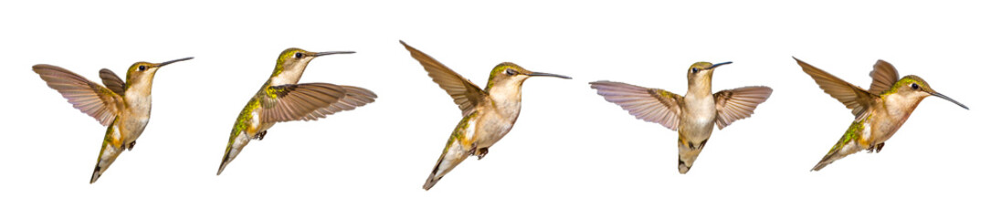 Five views of a young male Ruby throated Hummingbird - Archilochus colubris - isolated cutout on...