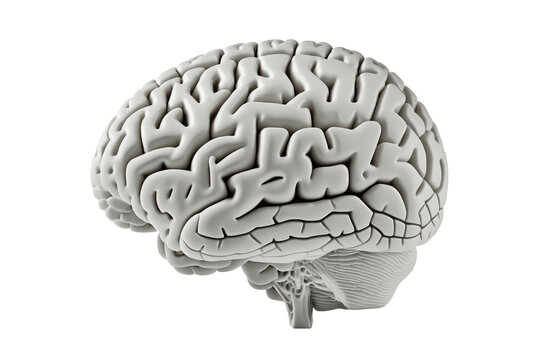 Human brain on transparent background