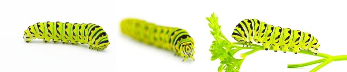 Papilio polyxenes - the black, American, or parsnip swallowtail butterfly caterpillar isolated on white background three views