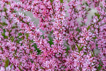Bush of prunus tenella or steppe almond blossoms pink flowers in spring as natural background.