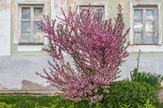Bush of prunus tenella or steppe almond blossoms pink flowers in spring as natural background.