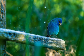 indigo bunting considers a shower.
