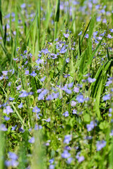 Field of blue flowers, Veronica chamaedrys, germander speedwell. Herbaceous perennial species in the plantain family Plantaginaceae. Close up beautifull background. Amersfoort, the Netherlands