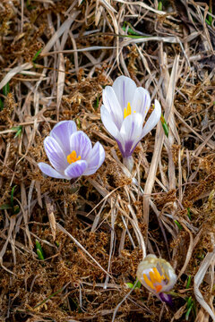 Wild purple crocuses blooming in their natural environment in the forest. Crocus Albiflorus