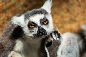 Lemur in natural habitat looking to the sky