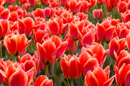 A spring field with red tulips