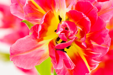 Fototapeta na wymiar red tulip