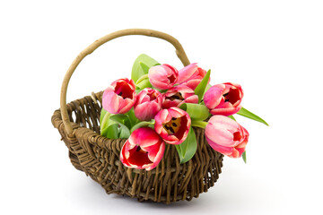 Naklejka na ściany i meble red tulips in a basket