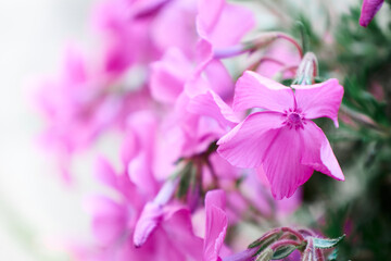 close up of pink flowers wallpaper