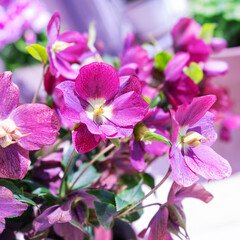 Blooming hellebore. Beautiful hellebore flower. Spring flower as a concept of spring, love, awakening. The background is natural and beautiful. 