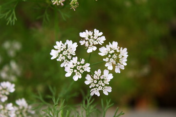 green coriander or cilantro leaves plant with flowring in garden for masala chutney,top view