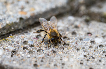 Detail of a bee on concrete floor