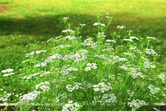 green coriander or cilantro leaves plant with flowring in garden for masala chutney,top view