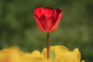 Naklejka premium red tulip